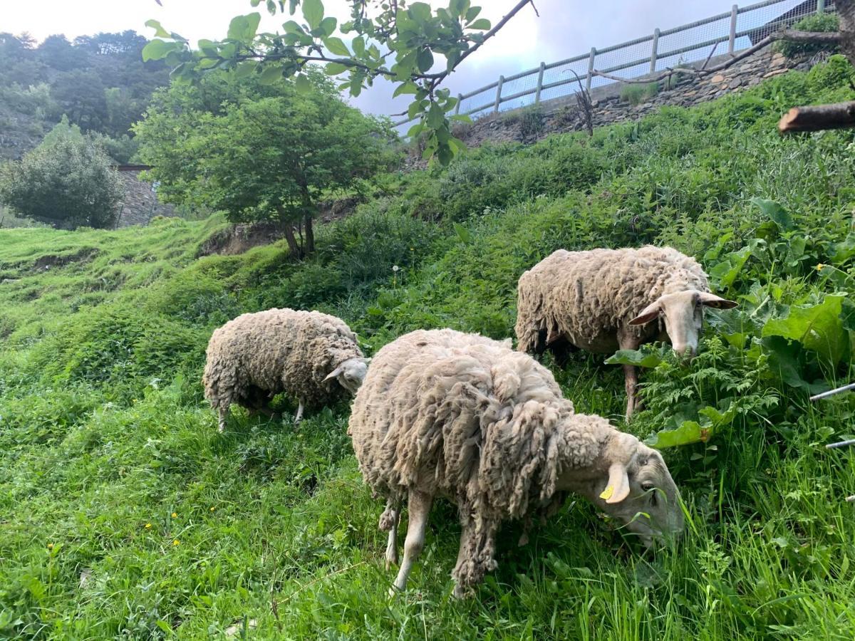 דירות Siscaro - Peu Del Riu 310 - Vall D'Incles - Soldeu מראה חיצוני תמונה